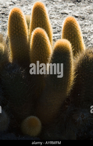 Lava Cactus (Brachycereus nesioticus) close up Punta Espinosa Fernandina Island Galapagos Ecuador Stock Photo