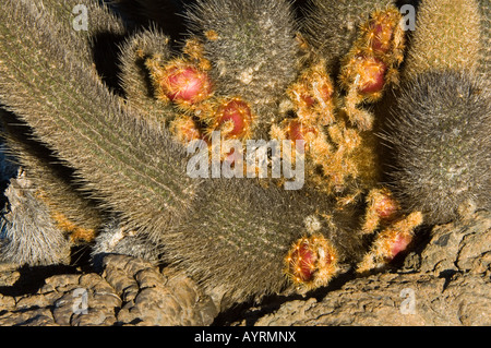 Lava Cactus (Brachycereus nesioticus) cylindrical stems and fruit, Punta Moreno, Isabela Island, Galapagos Ecuador South America Stock Photo