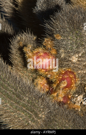 Lava Cactus (Brachycereus nesioticus) fruiting, Punta Moreno, Isabela Island, Galapagos Ecuador South America Stock Photo