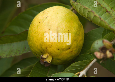 Guava (Psidium guajava) fruit on tree invasive plant introduced Los Gemelos Santa Cruz Galapagos Stock Photo