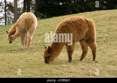 Alpaca Lama pacos adults grazing in field during winter Cumbria Stock Photo