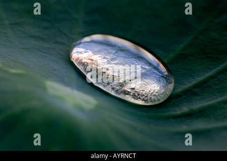 Water droplet on a lotus leaf Stock Photo