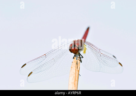 African Dragonfly (Odonata), Namibia, Africa