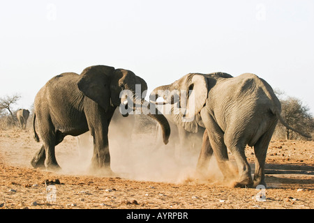 African Bush Elephant or Savanna Elephant (Loxodonta africana) bulls fighting, Etosha National Park, Namibia, Africa Stock Photo