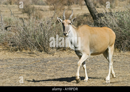 Common Eland or Southern Eland (Taurotragus oryx), Okapuka Ranch, Namibia, Africa Stock Photo