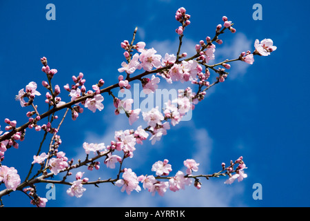 Flowering Almond tree (Prunus dulcis, Prunus amygdalus) Stock Photo