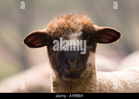 Cross between a Blackhead Persian sheep (Ovis aries steatopyga persica) and Merino sheep (Ovis aries hispanica) Stock Photo