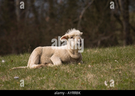 Cross between a Blackhead Persian sheep (Ovis aries steatopyga persica) and Merino sheep (Ovis aries hispanica) Stock Photo