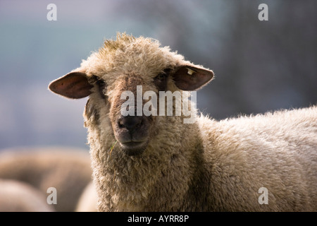 Cross between a Blackhead Persian sheep (Ovis aries steatopyga persica) and Merino sheep (Ovis aries hispanica) Stock Photo