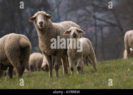 Cross between a Blackhead Persian sheep (Ovis aries steatopyga persica) and Merino sheep (Ovis aries hispanica) Stock Photo