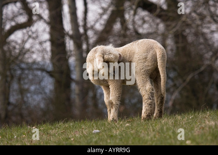 Cross between a Blackhead Persian sheep (Ovis aries steatopyga persica) and Merino sheep (Ovis aries hispanica) Stock Photo