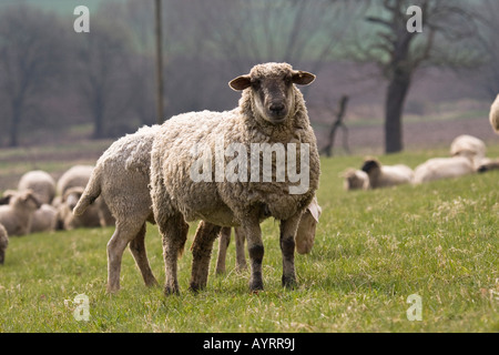 Cross between a Blackhead Persian sheep (Ovis aries steatopyga persica) and Merino sheep (Ovis aries hispanica) Stock Photo