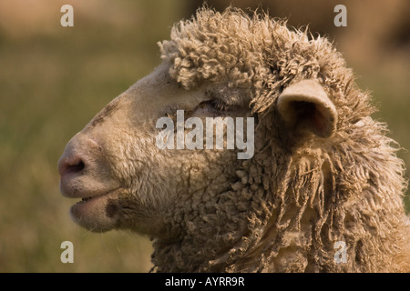 Cross between a Blackhead Persian sheep (Ovis aries steatopyga persica) and Merino sheep (Ovis aries hispanica) Stock Photo