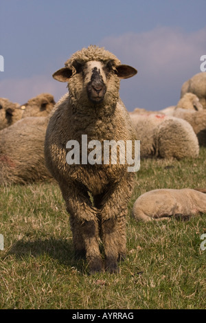 Cross between a Blackhead Persian sheep (Ovis aries steatopyga persica) and Merino sheep (Ovis aries hispanica) Stock Photo