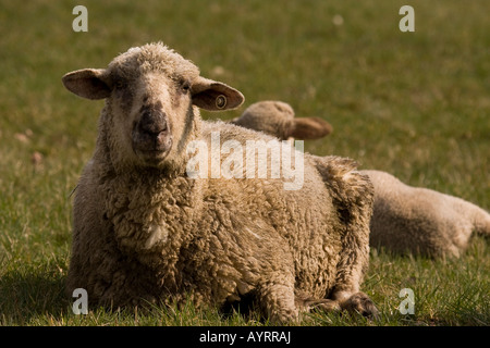 Cross between a Blackhead Persian sheep (Ovis aries steatopyga persica) and Merino sheep (Ovis aries hispanica) Stock Photo