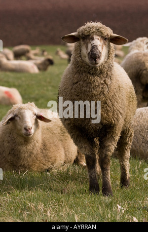 Cross between a Blackhead Persian sheep (Ovis aries steatopyga persica) and Merino sheep (Ovis aries hispanica) Stock Photo