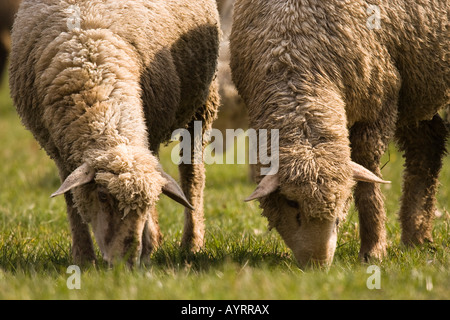 Cross between a Blackhead Persian sheep (Ovis aries steatopyga persica) and Merino sheep (Ovis aries hispanica) Stock Photo