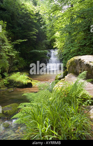 The waterfall on Hoar Oak Water just before it flows into the East Lyn River at Watersmeet near Lynmouth, Exmoor, Devon Stock Photo