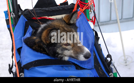 Injured husky peeking out from a backpack on a dog sled, Norway, Scandinavia Stock Photo