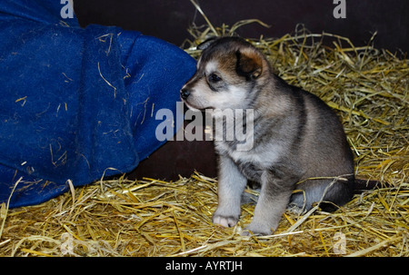 Husky puppy sitting on straw, Finland, Scandinavia Stock Photo