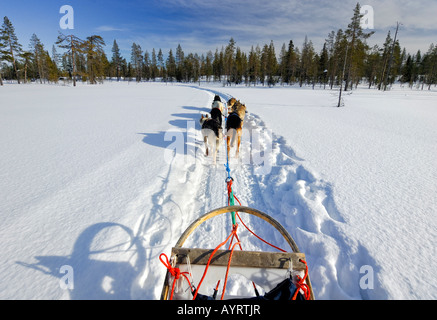 Dog sled team travelling across wintry landscape, Finland, Scandinavia Stock Photo