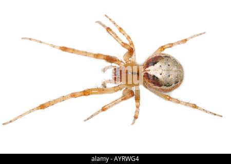 Zygiella Atrica spider on white background Stock Photo