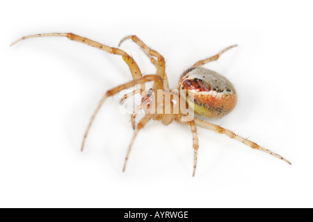 Zygiella Atrica spider on white background Stock Photo