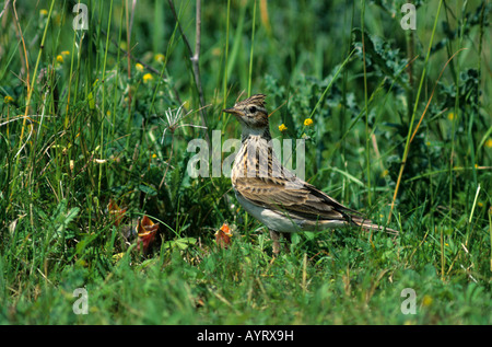 Skylark (Alauda arvensis), Lark family, young in nest Stock Photo