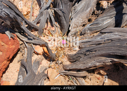 Single parakeelya in the middle of a broken-apart tree trunk, Kalbarri National Park, Western Australia, Australia Stock Photo