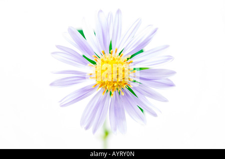 European Michaelmas Daisy or Italian Aster blossom (Aster amellus) Stock Photo
