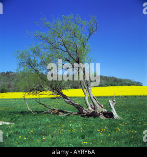 verkrueppelter Baum vor einem Rapsfeld im Fruehling, Naturpark Nordeifel, Nordrhein-Westfalen Stock Photo