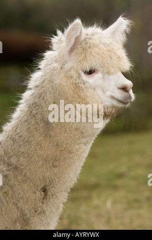 Alpaca Lama pacos adults in field during winter Cumbria Stock Photo