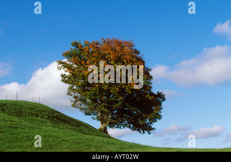 Beech tree (Fagus sylvatica) in autumn, East Allgaeu, Bavaria, Germany, Europe Stock Photo