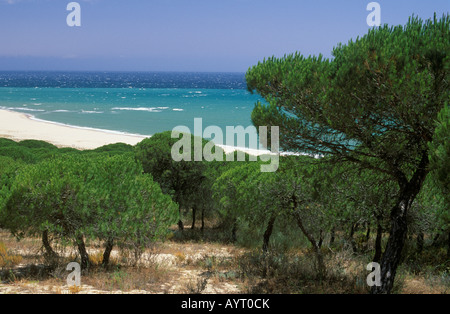 Stone Pines or Umbrella Pine trees (Pinus pinea), Barbate, Costa de la Luz, Cádiz Province, Andalusia, Spain Stock Photo