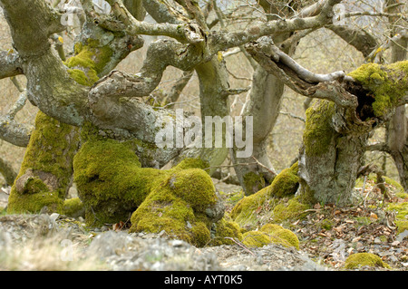 Nationalpark Kellerwald Edersee Germany Stock Photo