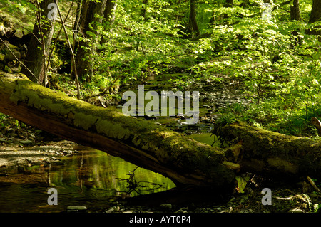 Nationalpark Kellerwald Edersee Germany Stock Photo