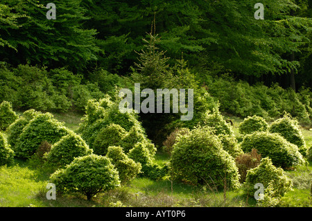 Nationalpark Kellerwald Edersee Germany Stock Photo