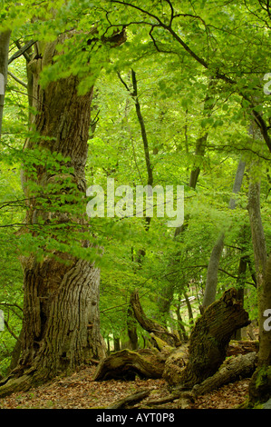 Nationalpark Kellerwald Edersee Germany Stock Photo