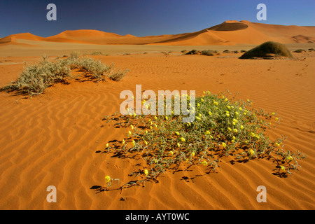 yellow blooming flowers tribula terrestris and Camel thorn tree acacia erioloba in the dune namib Sossusvlei Namib Naukluft Park Stock Photo