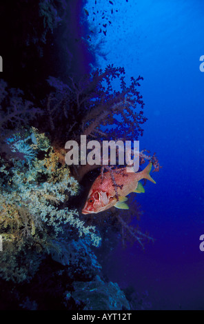 Giant Squirrelfish or Sabre Squirrelfish (Sargocentron spiniferum) on a drop off, Red Sea Stock Photo