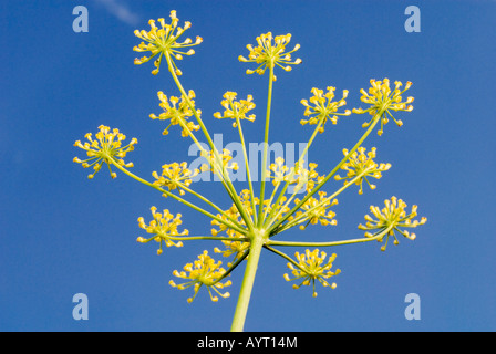 Fennel flower in front of a blue sky (Foeniculum vulgare) Stock Photo