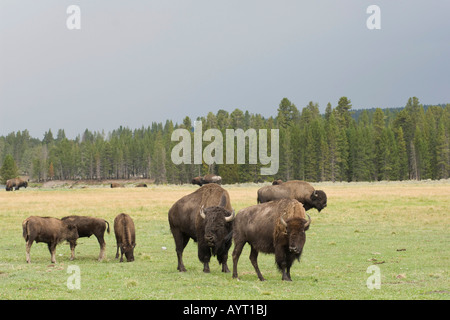 American Bison or Buffaloes (Bison bison) bull and cow with young, Yellowstone National Park, Wyoming, USA Stock Photo