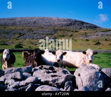 cattle in field west of ireland Stock Photo