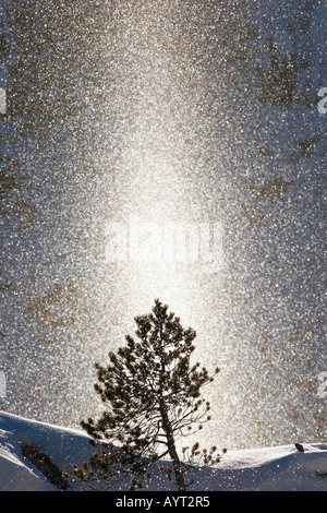 Glowing sun pillar of lit ice crystals behind small tree at Yellowstone NP Stock Photo