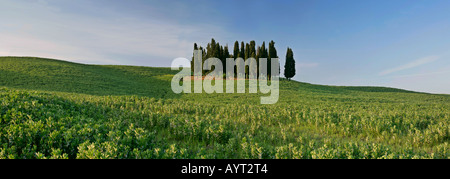 grove of cypress trees cupressus sempervirens on hill in Val d Orcia Tuscany Italy Stock Photo