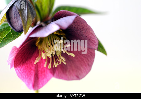 Hellebore 'helleborus blue lady' closeup close-up close up macro of an open flower set against a grey background Stock Photo