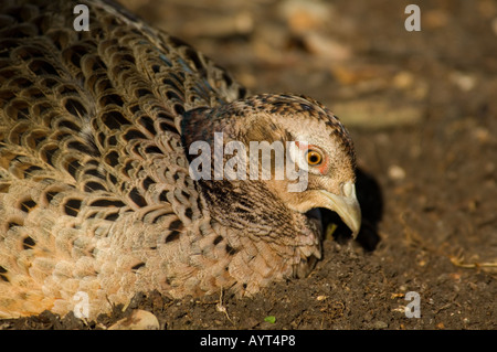 Female Common Pheasant Phasianus colchicus Stock Photo