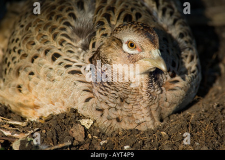 Female Common Pheasant Phasianus colchicus Stock Photo