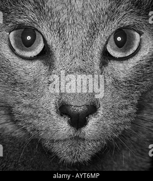 Russian Blue Cat Stock Photo