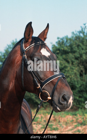 German warmblooded riding Pony Deutsches Reitpony Stock Photo